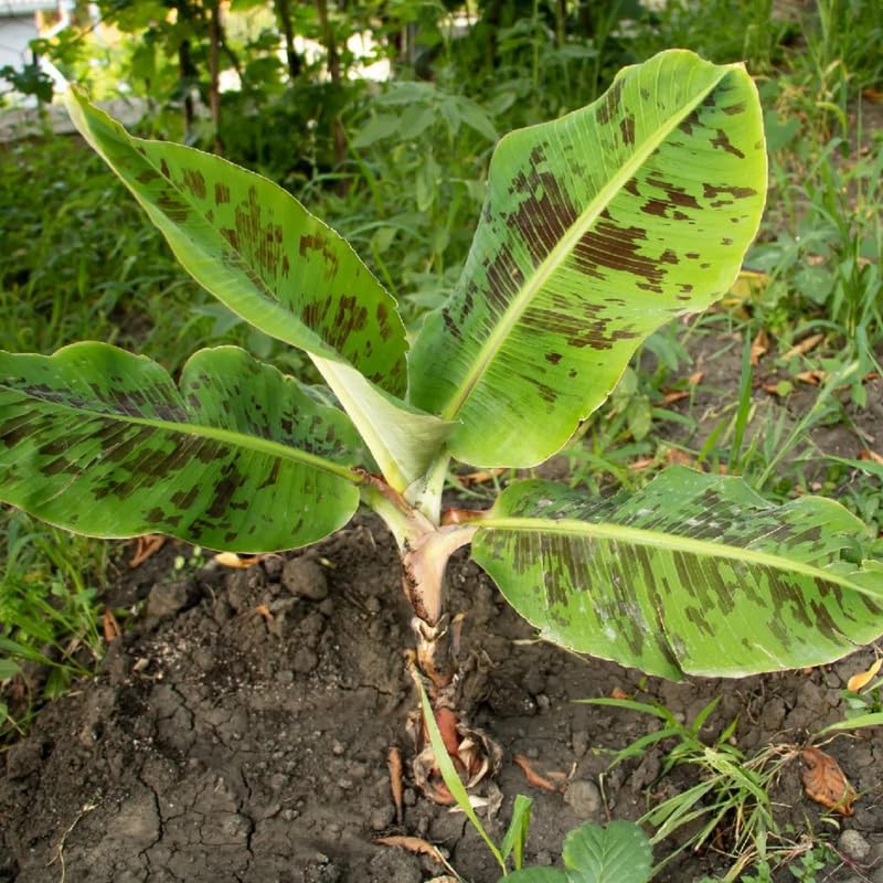 Zebrina Banana Plant, Banana Trees Live Plants, 4-6" Tropical Fruit Tree for Home Garden, Patio and Container Growing