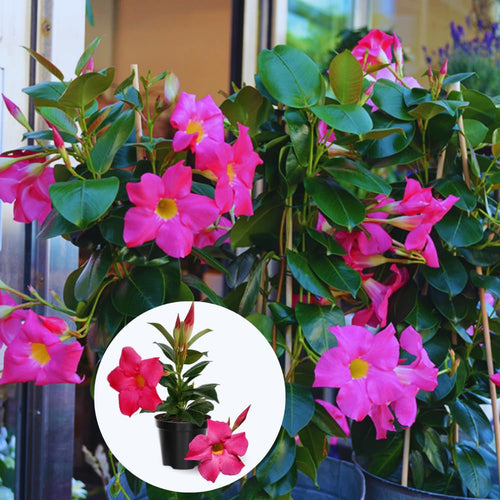 2 Mandevilla Live Plant Vine, Mandevilla Plants Live 5 to 8 Inc Tall Plant Growing Perennial Flowers (Pink)