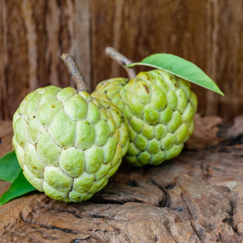 Live Sugar Apple Tree Plant, Annona Squamosa Sugar Apple Tree in 1 Gallon Pot for Planting Outdoors, No Ship to CA