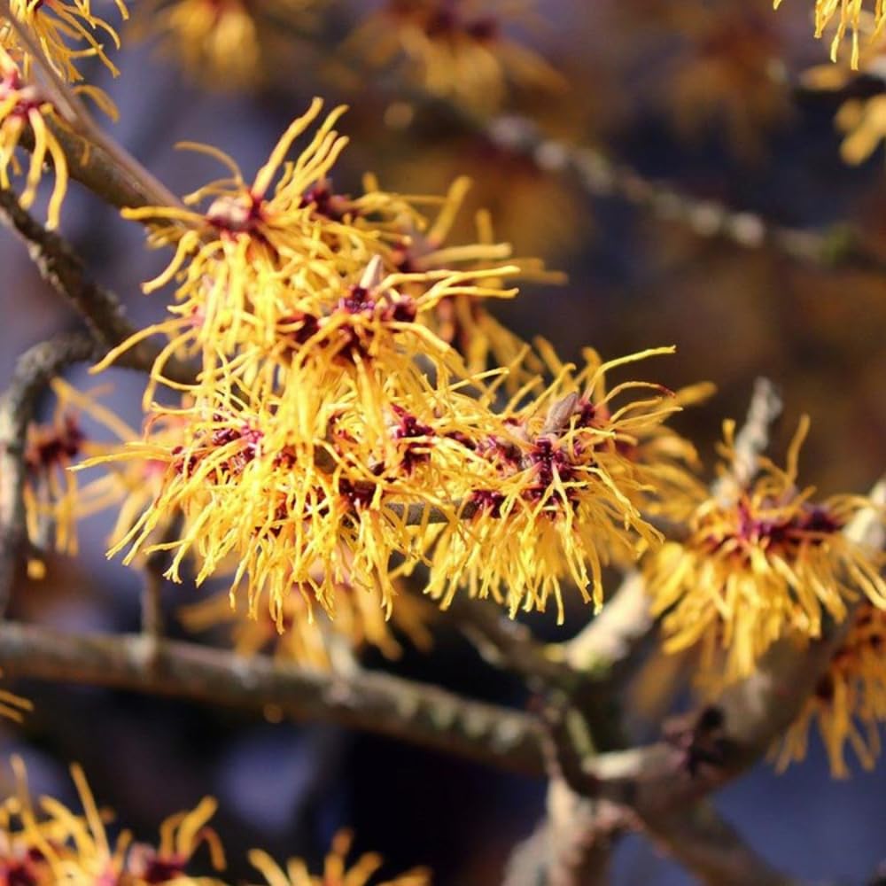 Live Witch Hazel Plant 12 Inch Tall, Hardy Perennial Shrub for Landscaping and Winter Flowers