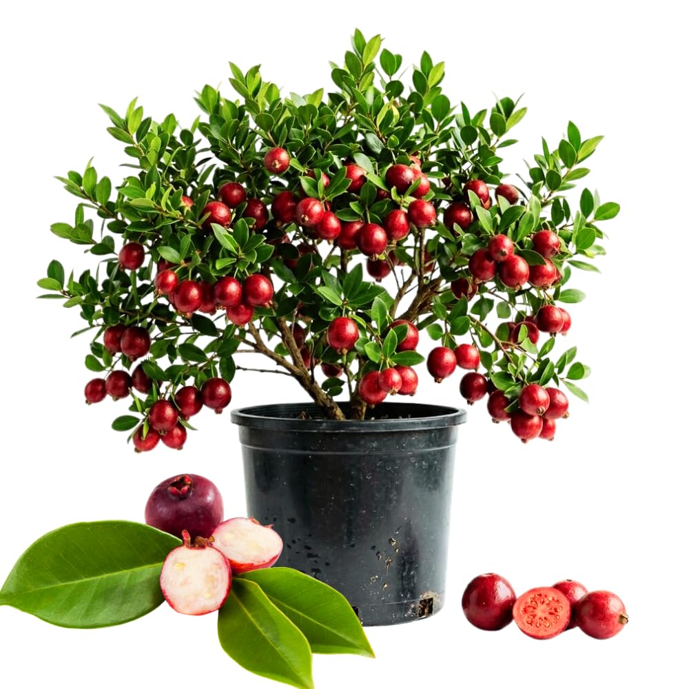 Strawberry Guava Tree Live Plant in 3 Gallon Pot, Fragrant and Edible Guava Fruit Bearing Tree from 2 to 3 Feet Height, No Ship to CA