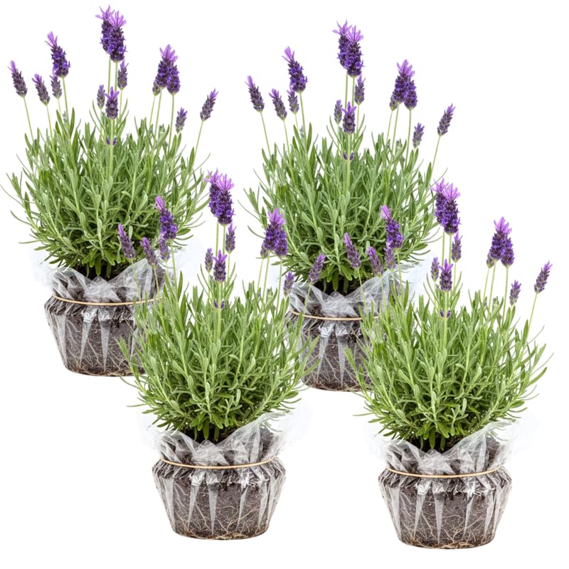 Pack 4 Phenomenal Lavender Plants Live, 4–8" Tall, Fragrant Lavender Flower Lavandula Perennial Well-Rooted, No Pot