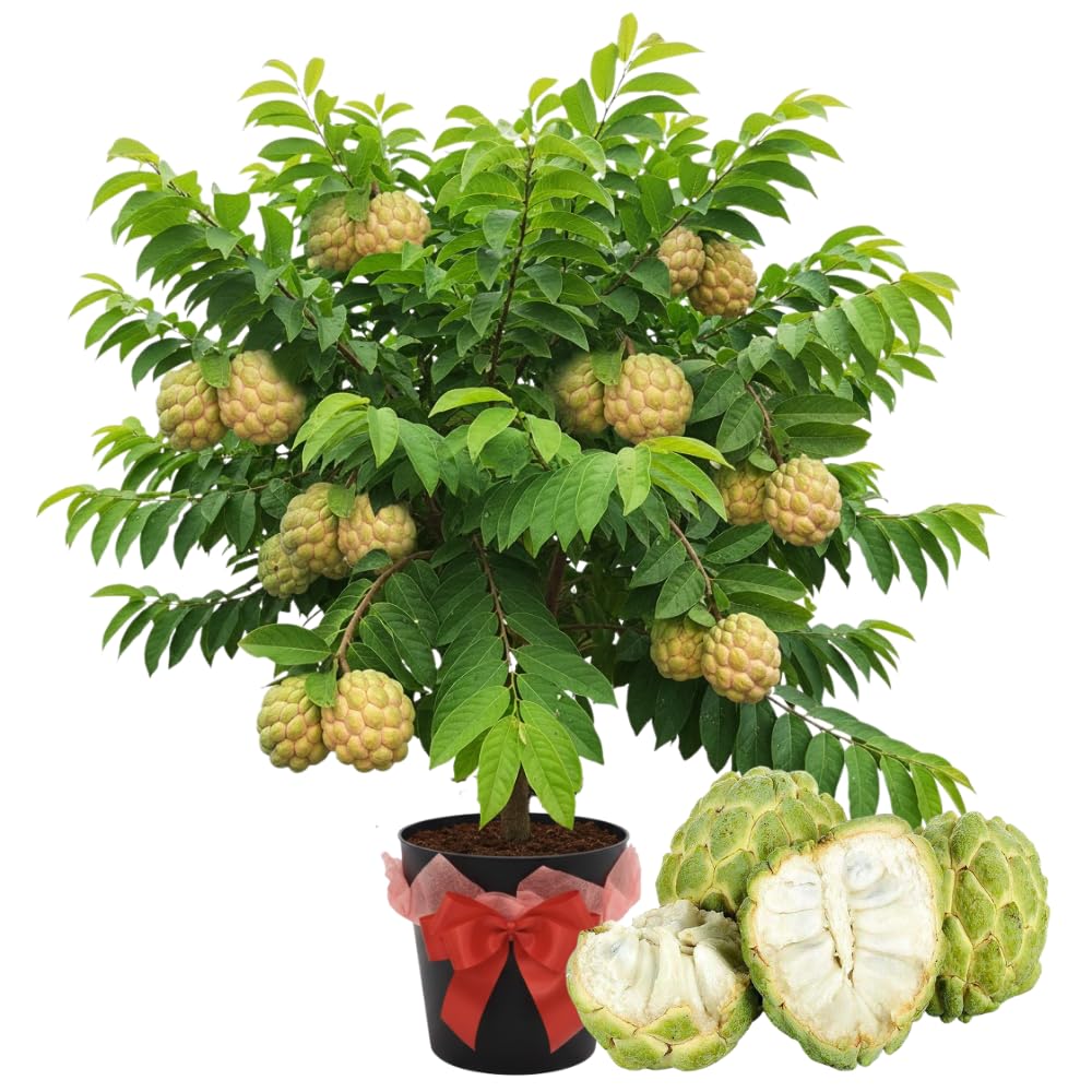 Yellow Sugar Apple Tree Live Plant, 2-3 Feet Tall in 3 Gallon Pot for Container and Outdoor Planting, No CA
