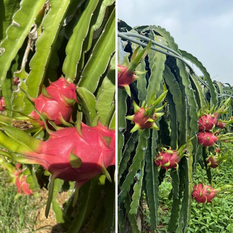 Tropical Red Dragon Fruit Tree 12-15 Inch Tall, Dragon Fruit Plant Live Home Gardening, Outdoor Plants