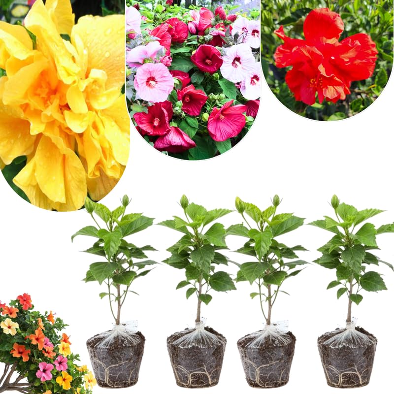 Set 4 Hibiscus Plants Live, Tropical Flowering Shrub, 4-8" Tall, Cold Hardy Bush (Mixed Hibiscus)