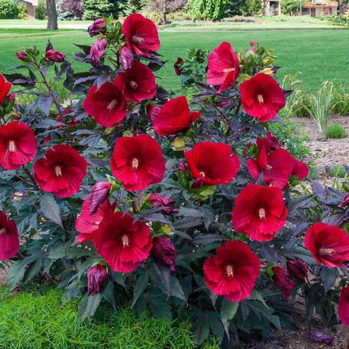 2 Cranberry Hibiscus Plants Live Trees, Very Hardy, Perennial Flower, No Pot, Size 4-6" in Tall, Cold Hardy, Dormant in Winter, Spring Bloom
