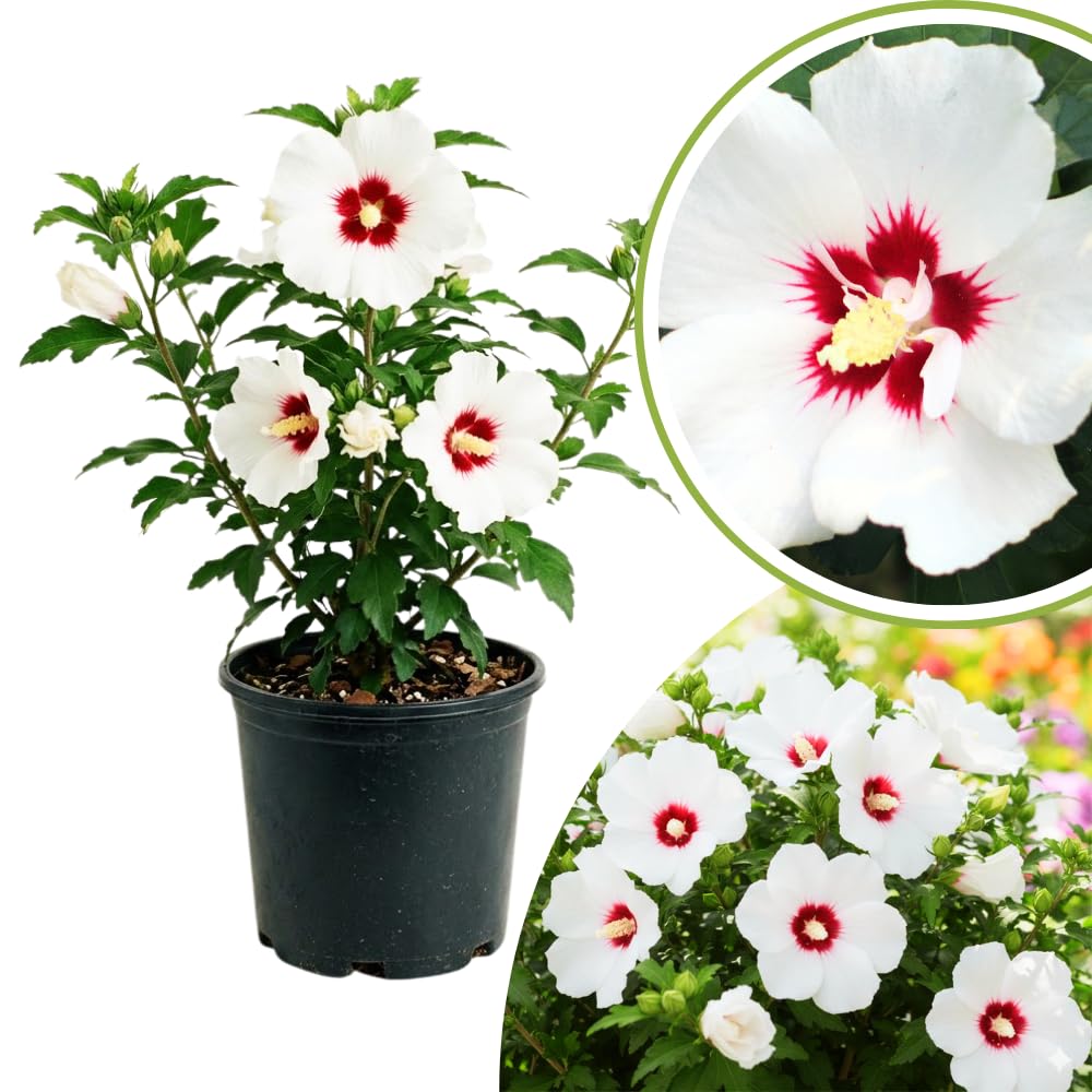 Althea Rose of Sharon Plants Live, Flowering Althea Red and White, Hibiscus Syriacus Plant for Outdoor Landscaping, 2 to 6 Inches Tall