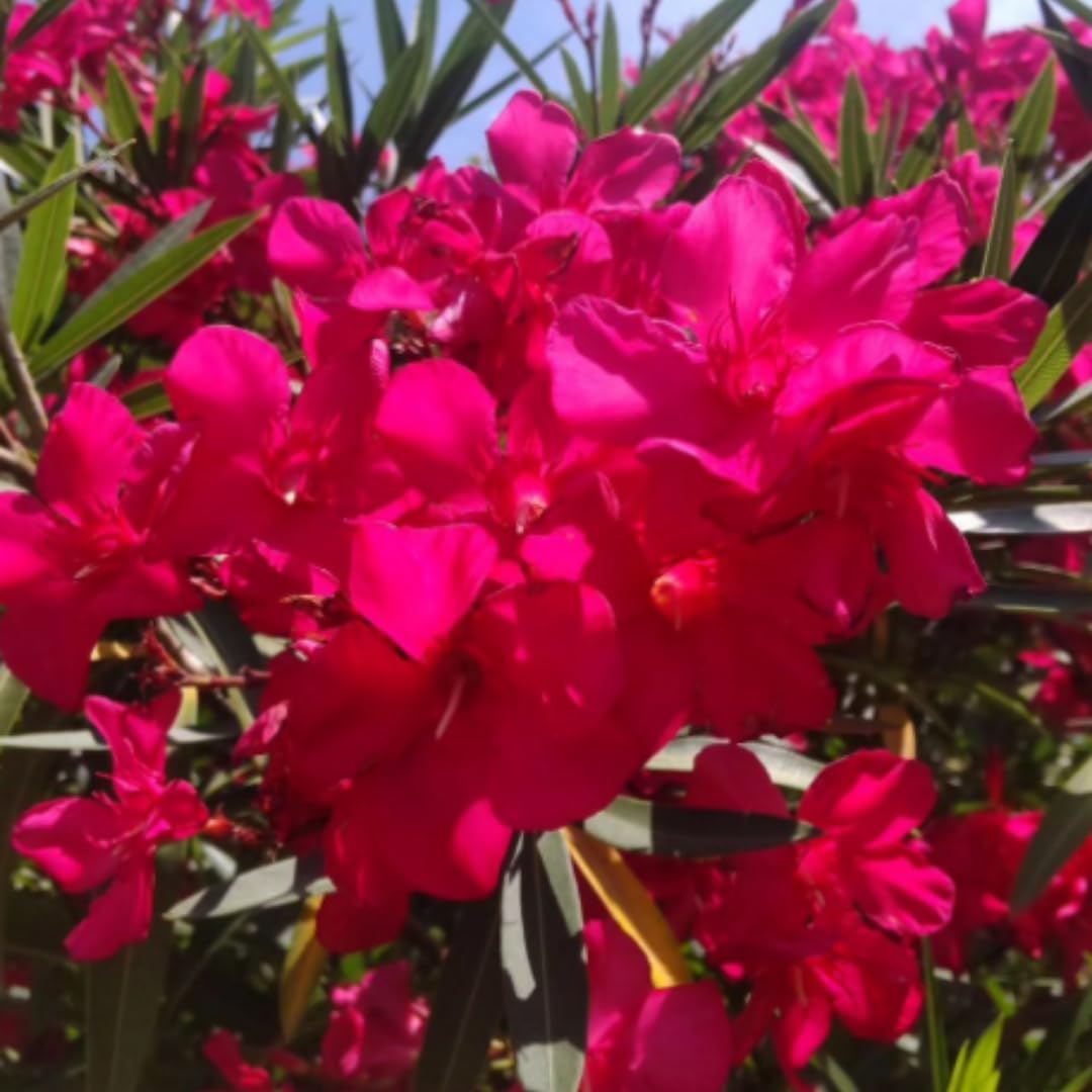 3 Pink Oleander Plants Live, 4 to 7 Inc, Oleander Flower Bush Plant Garden