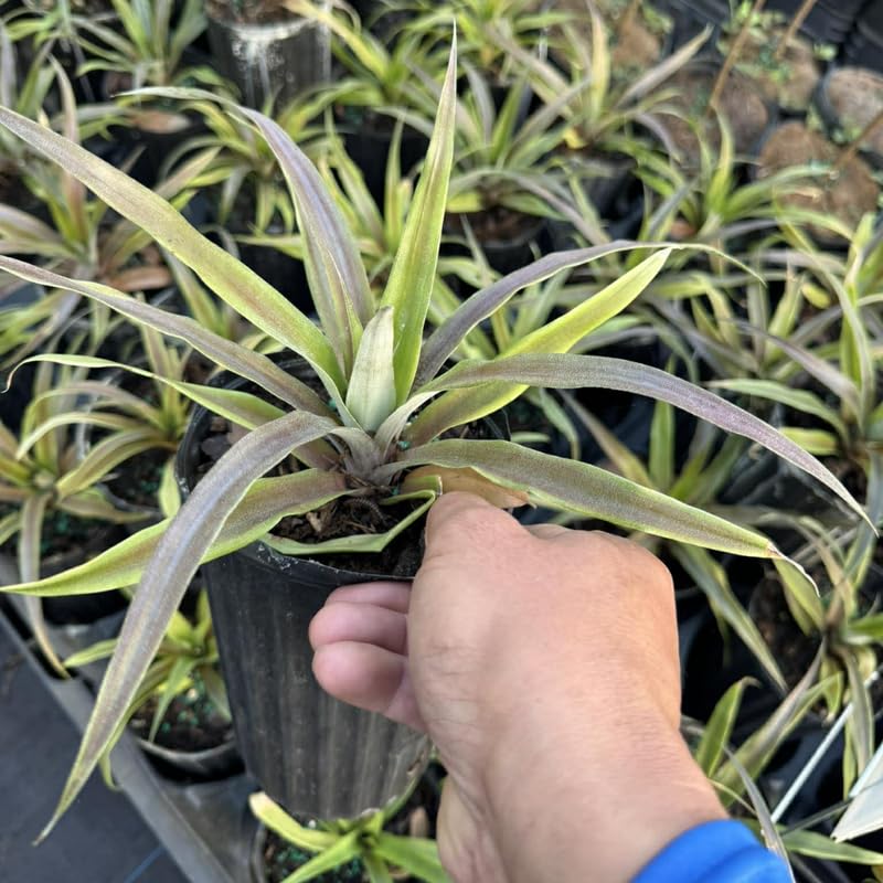 Sugarloaf Pineapple Plant, 1 Ft Tall in 1 Gallon Pot - Sweet White Pineapple for Patio, Indoor and Outdoor Growing, No Ship to CA