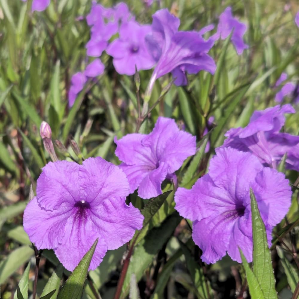 5 Purple Mexican Petunia Live Plants, Petunia Plants Live Flowering Perennial to Grow Outdoor Plants, 4-9 Inch Tall