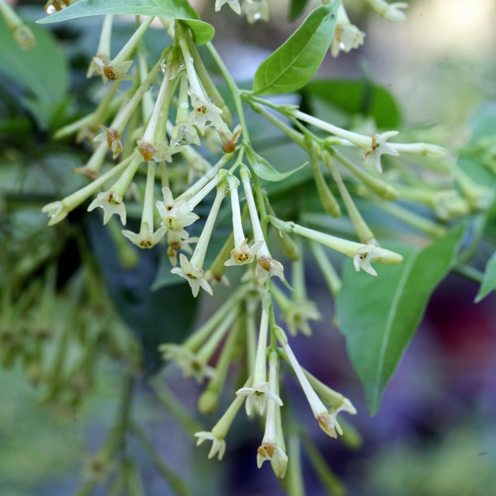 Set 4 Night Blooming Jasmine Plants Live, White Flower Jasmine Live Plant Well Rooted