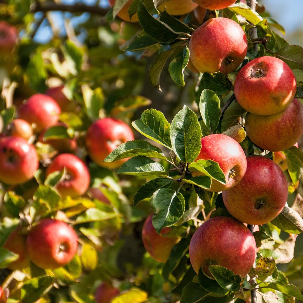 Red Apple Trees Live Plants, Apple Tree, Well Rooted, 1-2 Feet, 3 Gallon Pot, Sweet Fruit Tree for Edible Garden, No Ship to CA