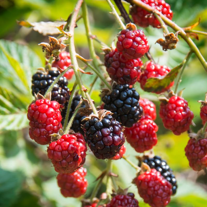 2 BlackBerry Bushes Live Plant, Sweet, Thornless, High Yielding Berries for Outdoor Planting, Fully Rooted 4-7 Inches (Arapaho)