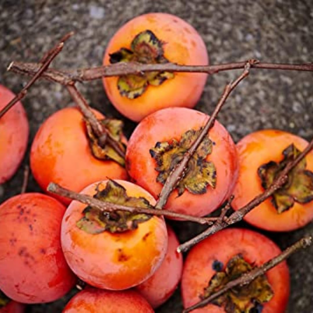 Set 2 Persimmon Tree Live Plant Bare Roots, 12 to 20 Inches Tall, Cold Hardy Fruit Persimmon Plant