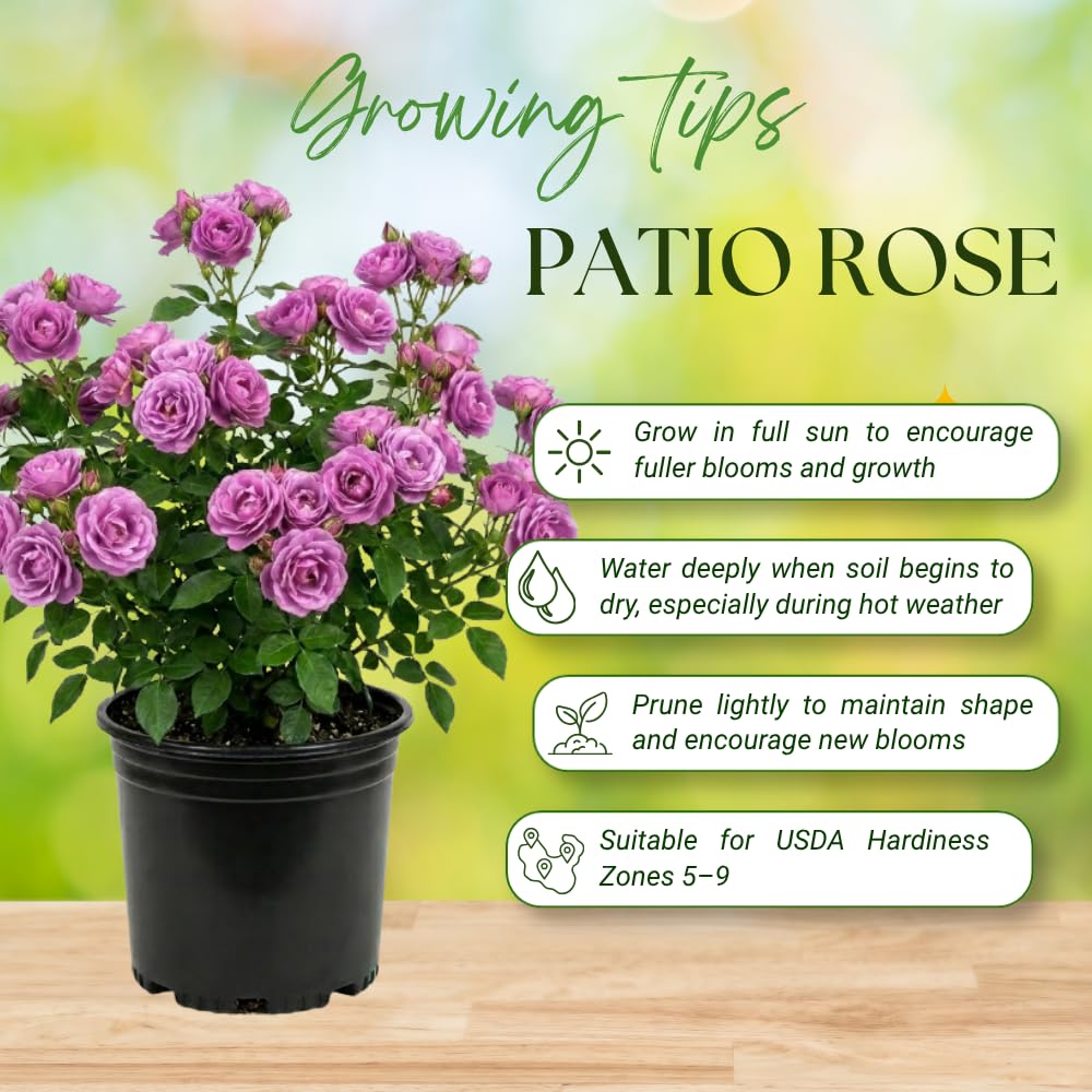 Purple Rose Plant Live, Mini Patio Rose Live Plant in 3 Gallon Pot, 1 Feet Tall, Compact Blooming Rose for Containers and Gardens, No Ship to CA