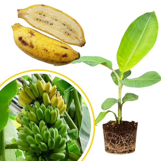 NAM Wah Banana Tree Live Plant 4–7″ Tall, Tropical Banana Plant, Fast Growing, Indoor and Outdoor Growing
