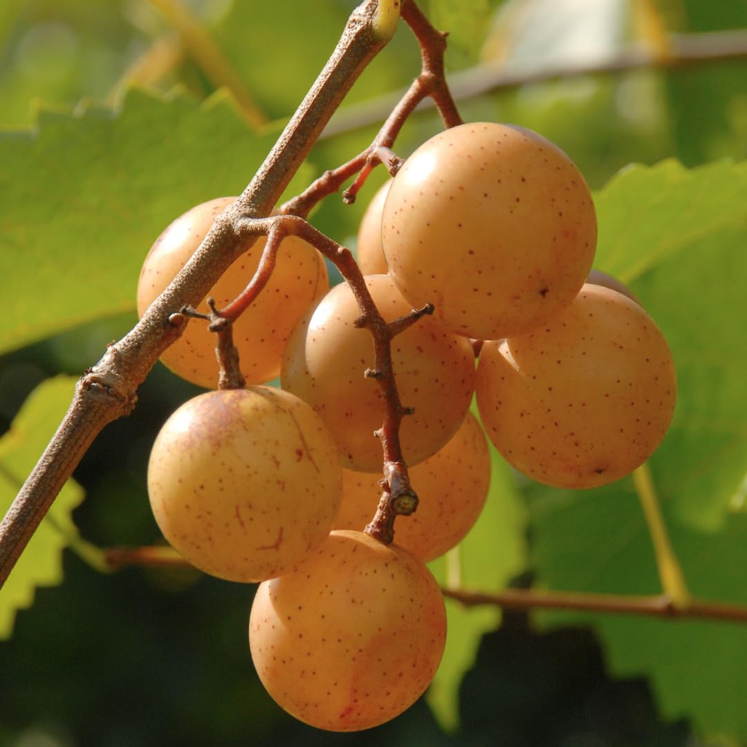 4 Seedless Muscadine Grape Plants Live, Grape Vines for Outdoor Planting, 4-6" Tall Hardy Fruit Plants for Outdoor Garden Vineyard