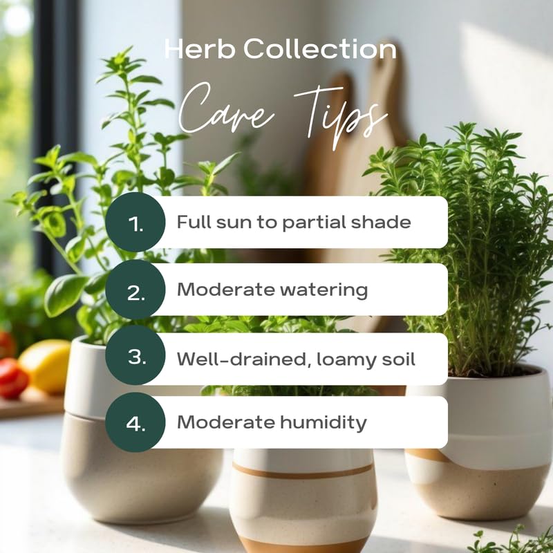 Pack 5 Herb Plants Assortment, Well Rooted Herb Plant Live 4-6'' Tall (Mint, Lemon Balm, Rosemary, or Additional Fresh Herbs), Random Fragrant Herbs Variety Pack for Outdoor Planting