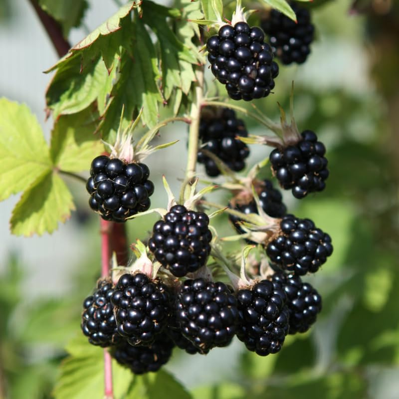 Pack 2 BlackBerry Plants Live, 4-8 Inch Tall, Random Blackberries Fully Rooted High Yield Berry Plants for Outdoor Planting