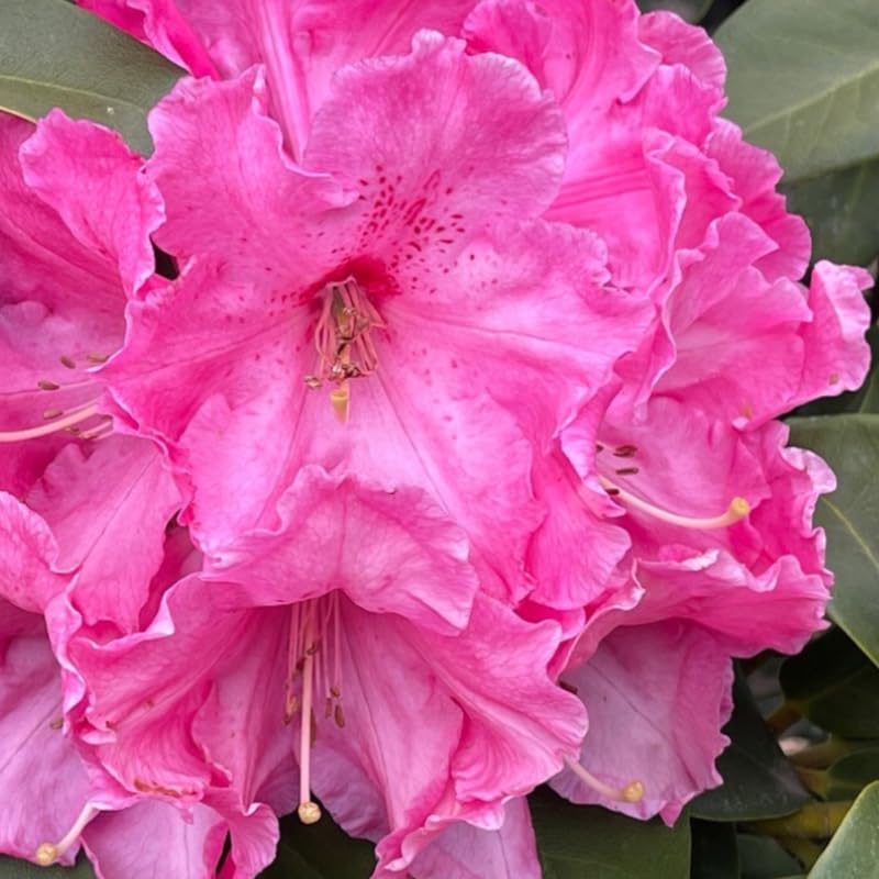 Dwarf Deep Reddish-Pink Rhododendron Live Plant Shrubs for Outdoor Planting, Azalea Bushes Ready to Plant, Fragrant Rhododendron Plant Live