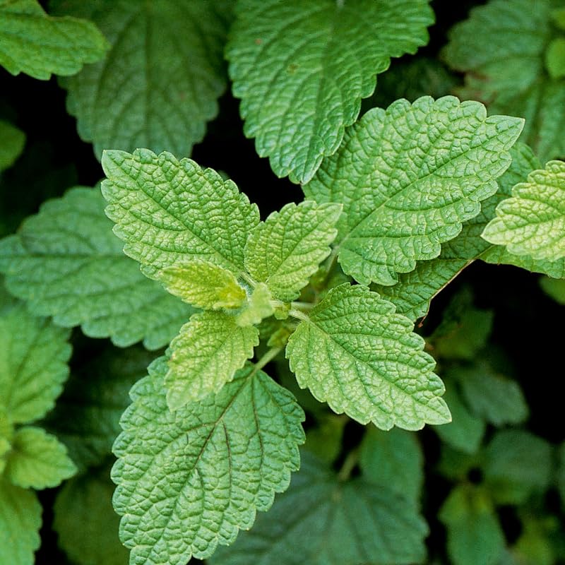 Set of 3 Lemon Balm Live Plants, Fragrant Herb Starter 4-7 Inches, Easy Care Garden Container