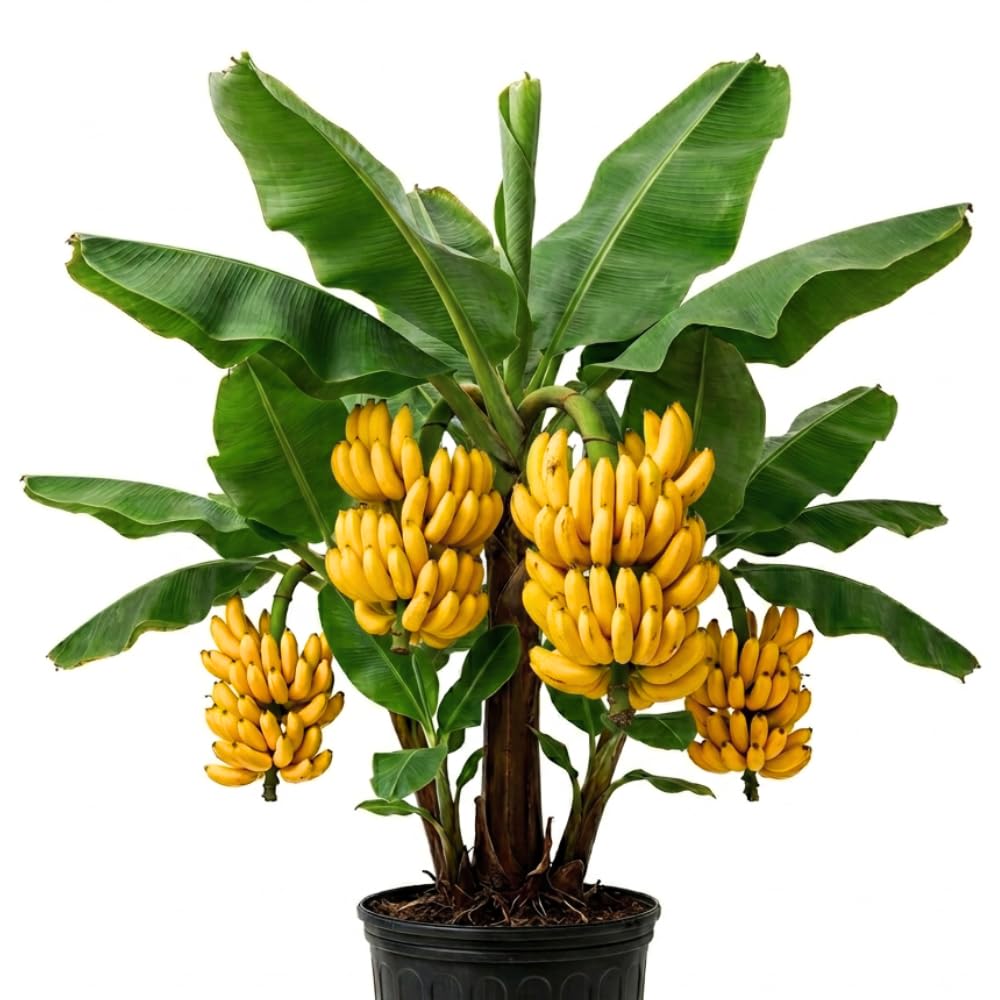 Dwarf Cavendish Banana Tree Live Plant in 1 Gal Pot, Hardy Banana Live Plant, Live Banana Fruit Tree, 1-2 Year Old, Well-Rooted, No to CA