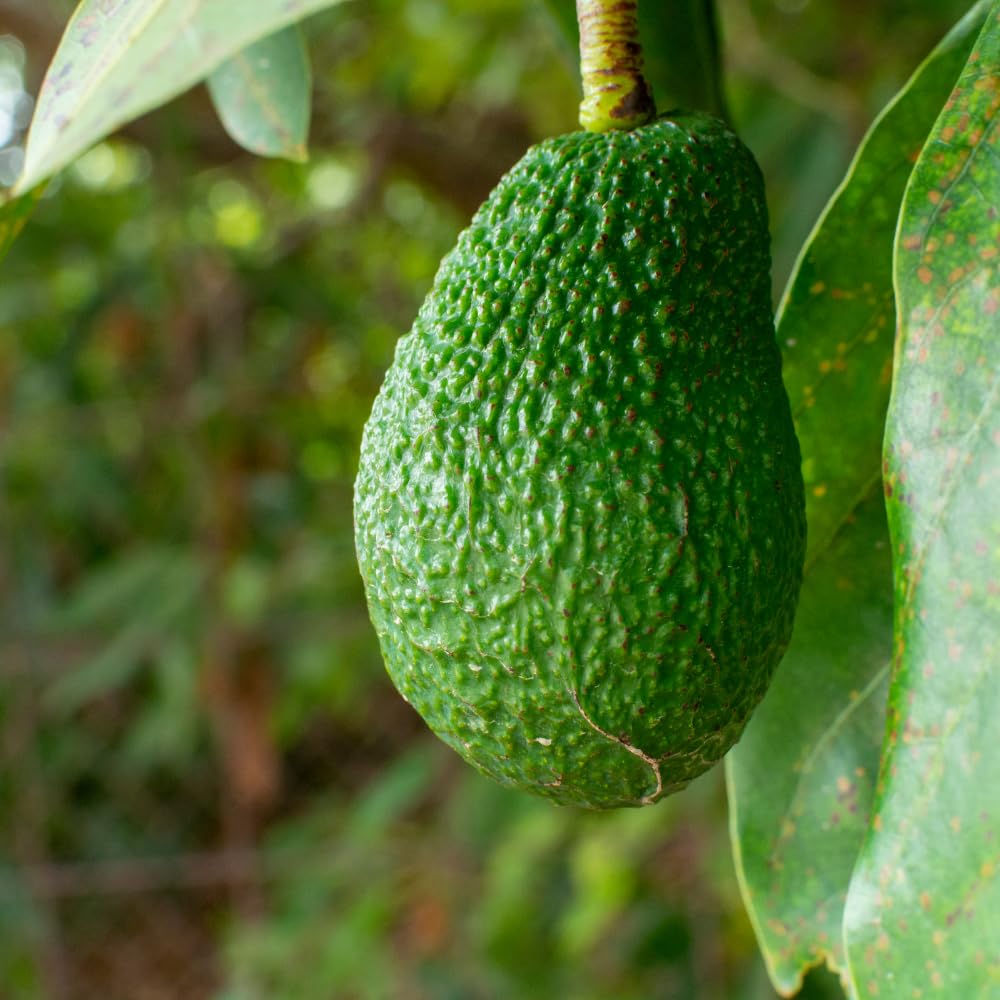 HASS Avocado Tree Live Plant, Avocado Live Plant, Tropical Fruit Tree, 1-2 Feet Tall in 3 Gallon Pot for Growing