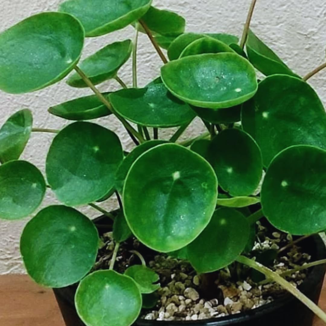 3 Money Tree Live Plants, 5 to 8 Inc in Height, Pilea Peperomia Plants Live, House Plant Live
