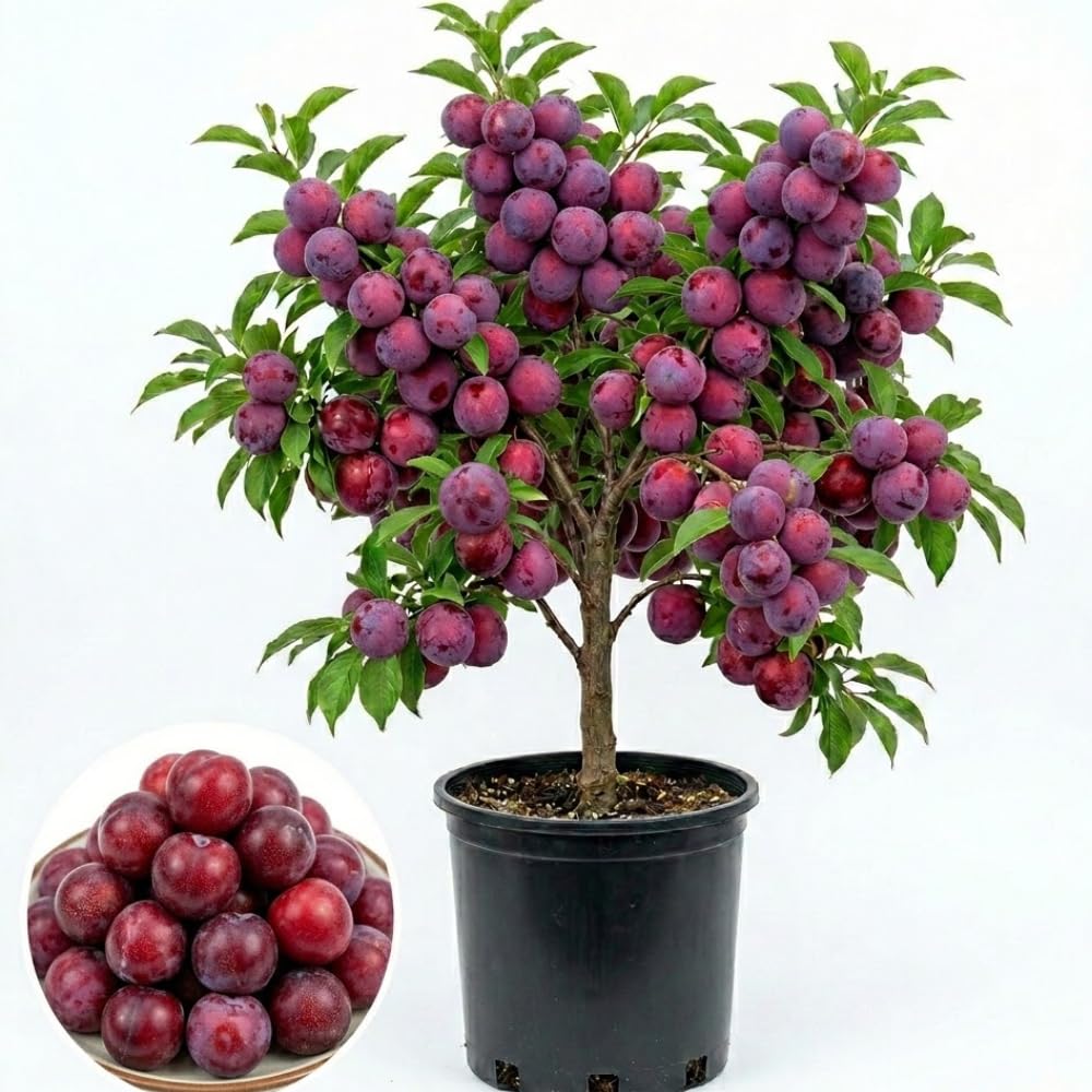 Methley Plum Tree Live Plant, 3 Feet Tall, Sweet Plum Fruit Plant Live for Home Garden, 3 Gallon Pot, No Ship to CA
