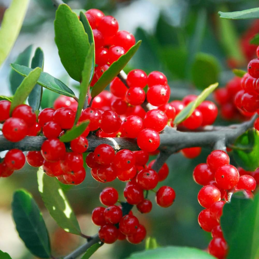 Weeping Yaupon Holly Live Plant, 4-8” Tall, Ornamental Holly Shrub for Landscaping