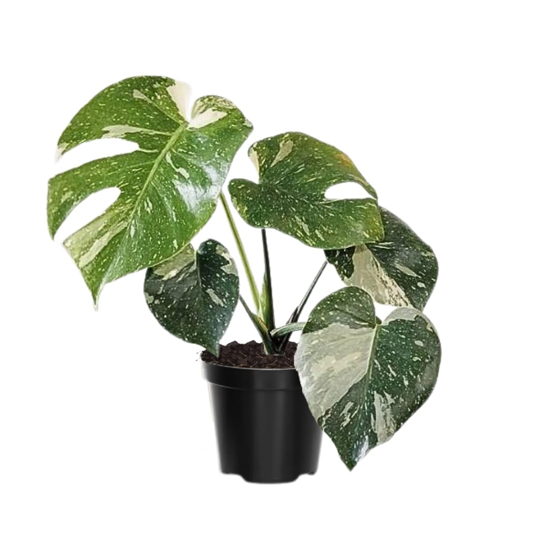 Variegated Monstera Plant Live, Monstera Live Plant from 4 to 6 Inches Tall, House Plant Live Garden