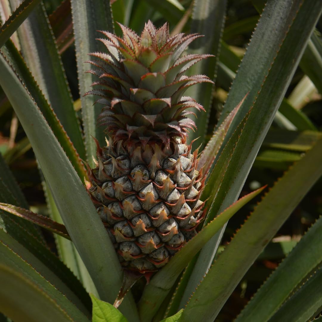 Set 2 Pineapple Plants Live, Sweet Pineapple Shrubs, Tropical Fruit, 4 to 8 Inch Tall for Planting Outdoor (Elite Gold)