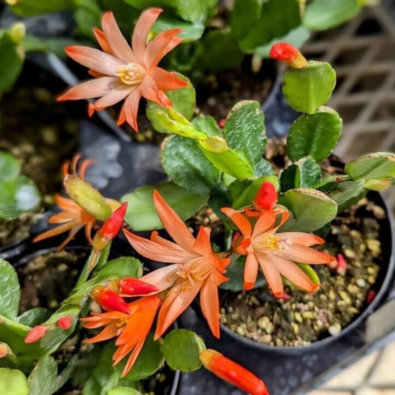 Orange Easter Cactus Flowering Plants, Spring Easter Cactus, Live Indoor Houseplant, 4 to 6 Inches