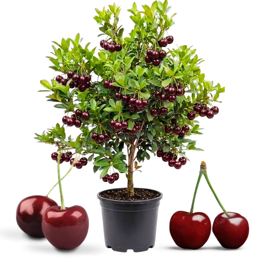 Cherry Tree Live Plant, Sweet Cherry Fruit Tree, Cold Hardy Outdoor Garden Tree, 3–4 Feet Tall in 3 Gallon Pot, Ready to Grow, No Ship to CA (Dark Red Cherry)