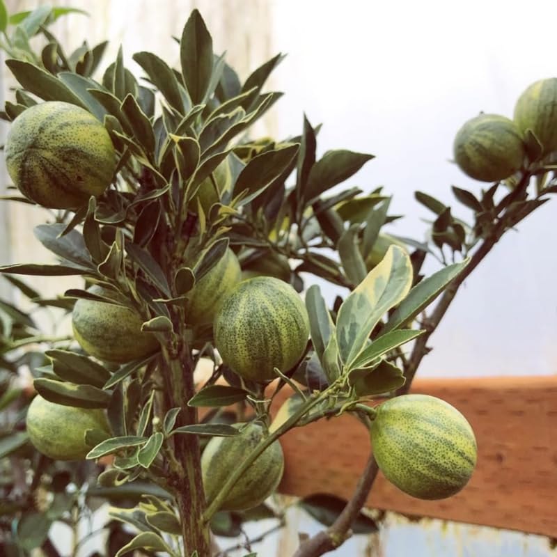 Variegated Kumquat Live Tree in 3 Gallon Pot, Citrus Fruit Plant 1–3 Ft Tall, Ideal for Patio Growing, No Ship to CA