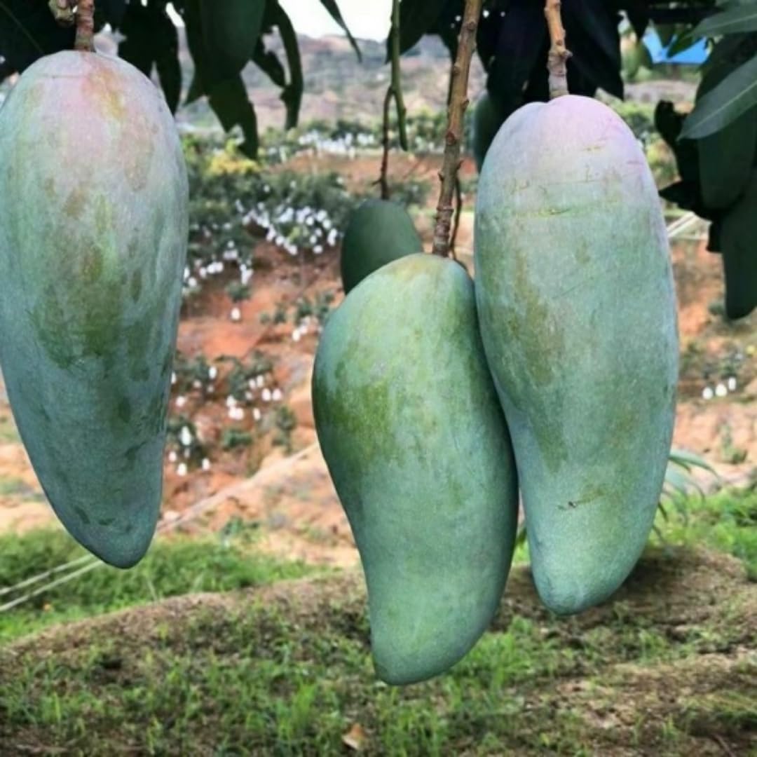 Mango Tree Live Plant, Sweet Mango Plant, Tropical Fruit Tree in 3 Gallon Pot for Outdoor Planting (Large Fruit Mango)