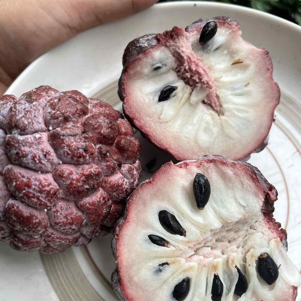 Red Sugar Apple Tree Live Plant, 2-3 Feet Tall in 3 Gallon Pot for Container and Outdoor Planting, No CA
