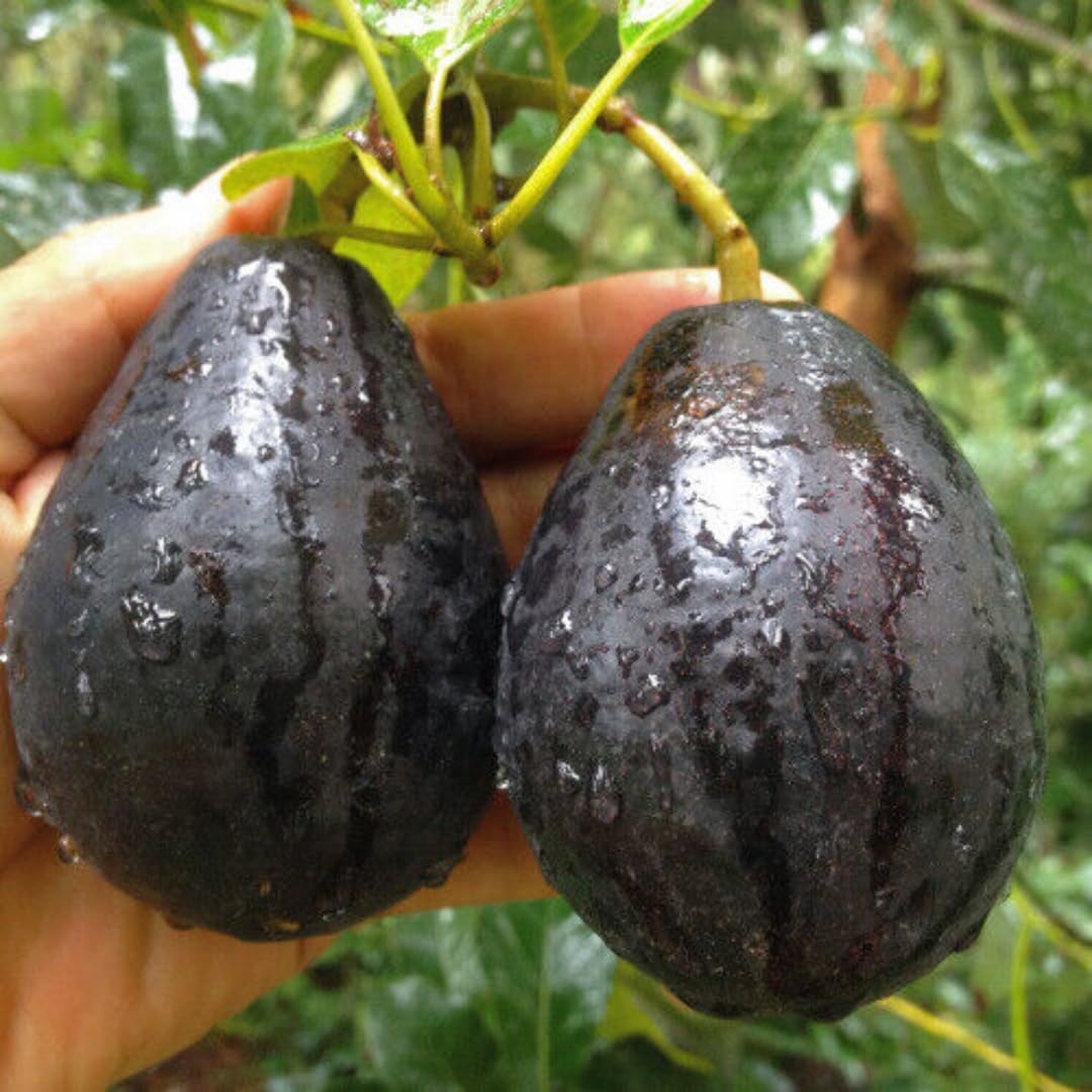 3 Gallon Big Avocado Tree Live Plant, 1-2 Ft Well Rooted, Ready to Bear Fruit, 2 Years Old Live Avocado Tree Plant Grafted (Black)