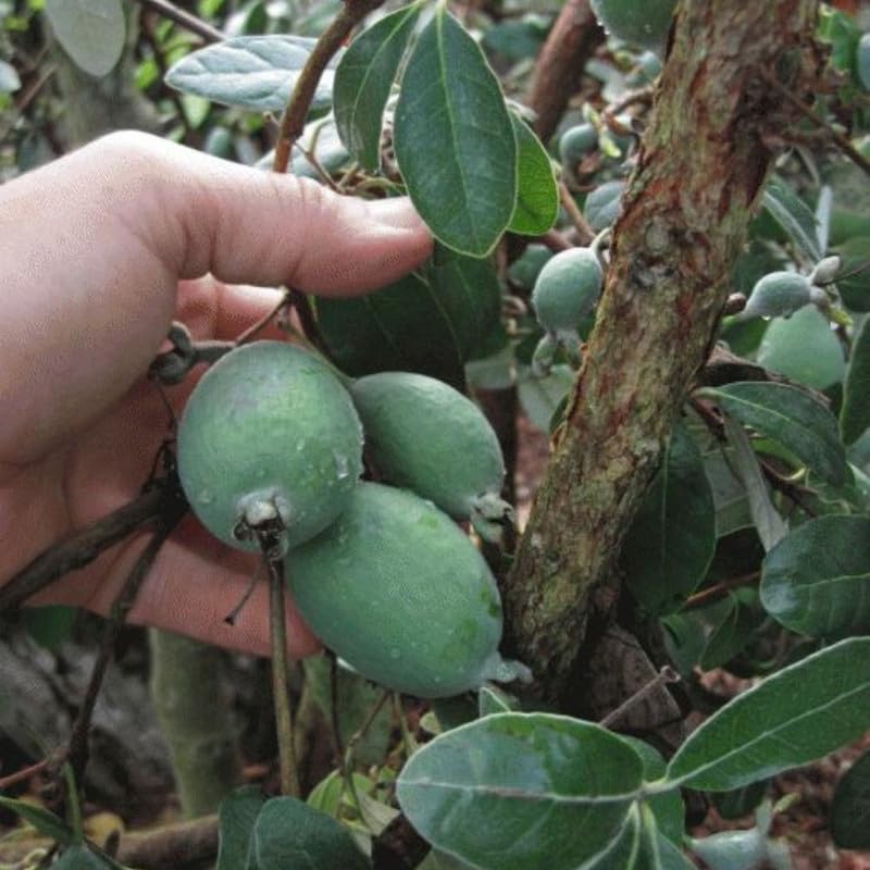 Pineapple Guava Fruit Tree 20-24 Inch Tall, Pineapple Guava Fruit Tree Plant Live for Planting in Garden, 1 Gallon Pot, No Ship to CA