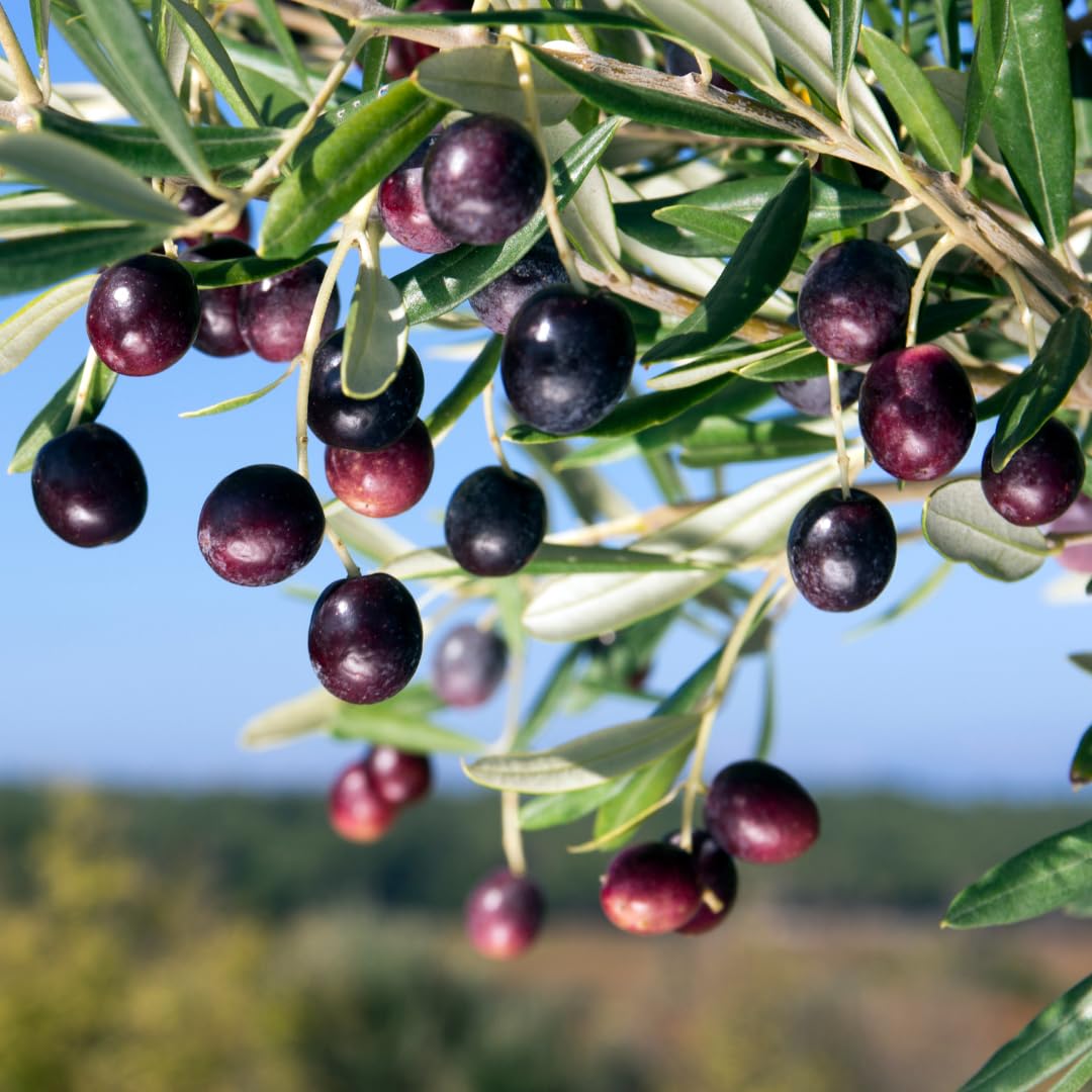 2 Years Old Live Olive Tree Plant, 2-3 Feet Tall, Olive Plant Live 1 Gallon Pot, Ready to Harvest, No CA