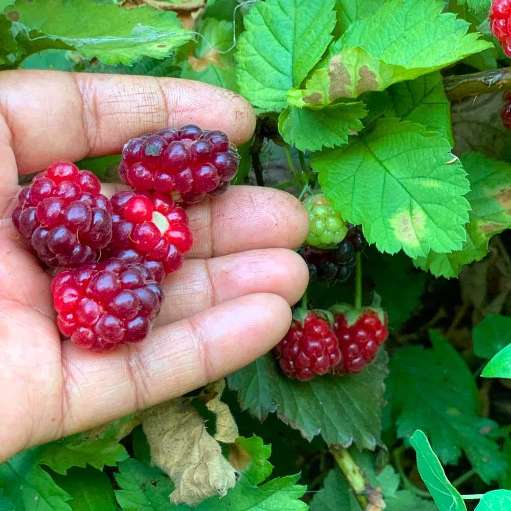 4 Sweet Boysenberry Plants, Live Boysenberry Fruit Bushes, Planting Indoor Outdoor 5 Inches