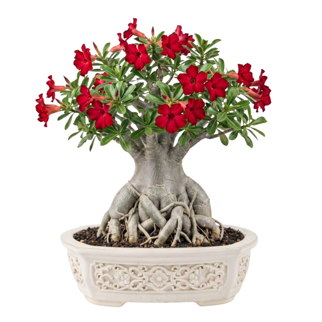 Live Desert Rose Plant, Adenium Obesum Desert Rose, Flowering Succulent, 4-7 Inches Tall for Indoor or Outdoor Planting (Red Desert Rose)
