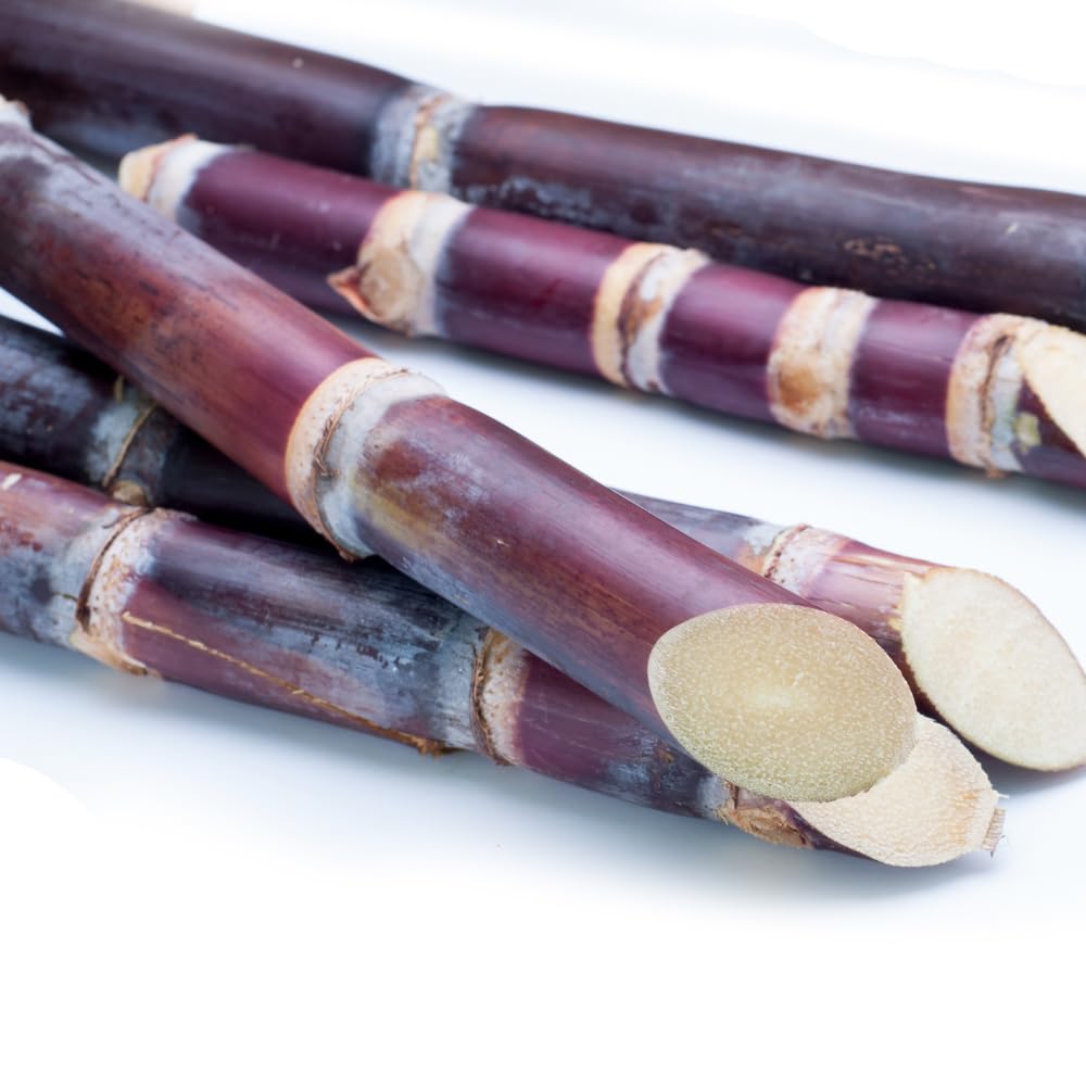 Set of 20 Purple Sugarcane Plants Live, 2-3" Tall Rooted Cuttings for Planting Outdoors, Sweet Edible Sugar Cane Stalks, No Ship to CA