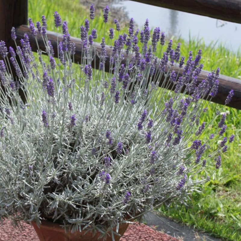 Set 2 Gray Leaf Lavender Plants Live, Fragrant Lavender Herb Plant for Border and Container Growing, Perennial Lavenders Plugs 3-5'' Tall