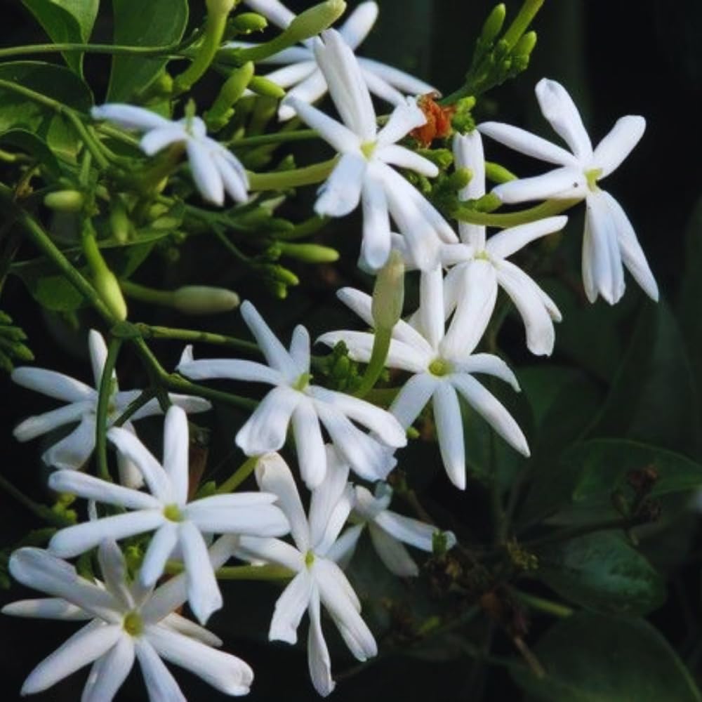 3 White Jasmine Plants Live, 5 to 8 Inches Tall, Jasmine Vine Plant for Gardening and Outdoor Patio