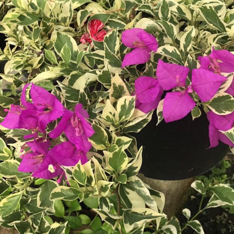 2 Blueberry Ice Bougainvillea Plants Live, Bougainvillea Plants for Planting Indoor Outdoor, 5 to 7 Inch