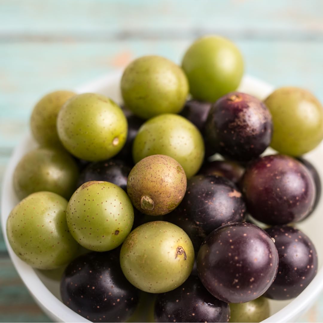 4 Seedless Muscadine Grape Plants Live, Grape Vines for Outdoor Planting, 4-6" Tall Hardy Fruit Plants for Outdoor Garden Vineyard