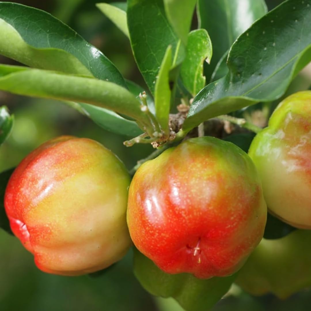 Barbados Cherry Tree Live Plant, 4-8 Inch Tall, Acerola Red Cherry Tropical Fruit Tree