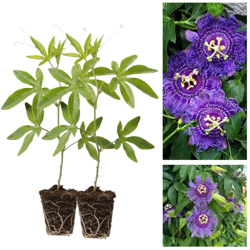 2 Purple Passion Flower Plants, 4-8'' Tall Red Passiflora Plant Vine for Planting, Vibrant Passion Flower Starter Plant for Home Garden and Containers, Well Rooted to Grow