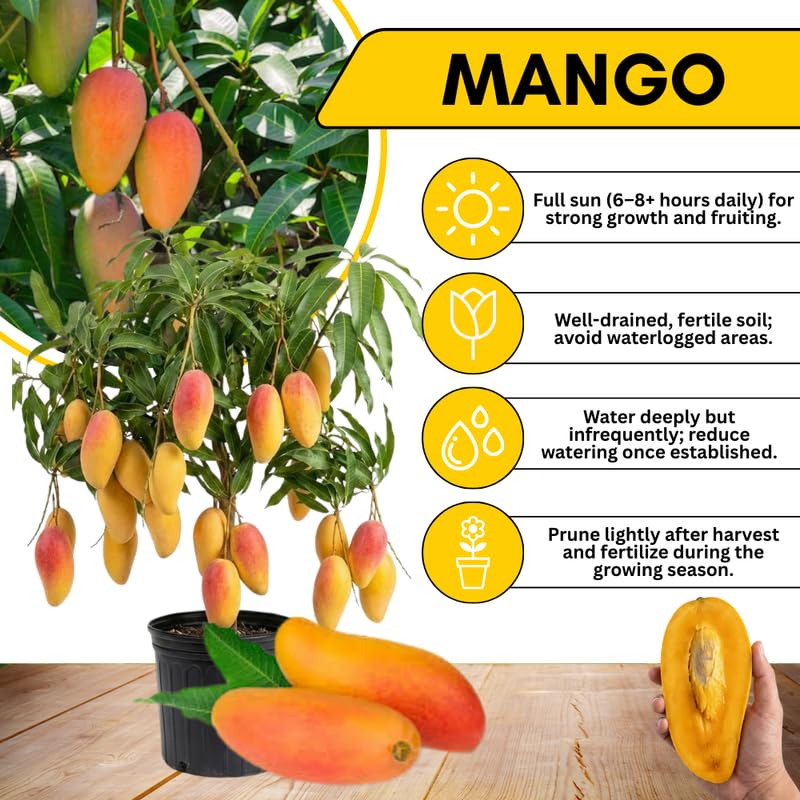 Maha Chanok Mango Tree Live Plant 2.5-3 Ft Tall, Tropical Fruit Tree for Garden Planting, Outdoor Mango Plant in 3 Gallon Pot, No Ship to CA
